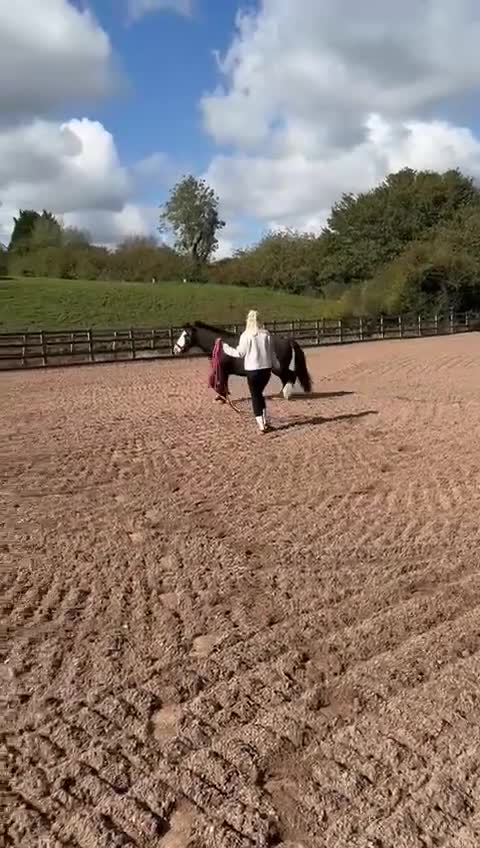 Other Breed horses for sale: Pocket rocket all rounder  - Video 1