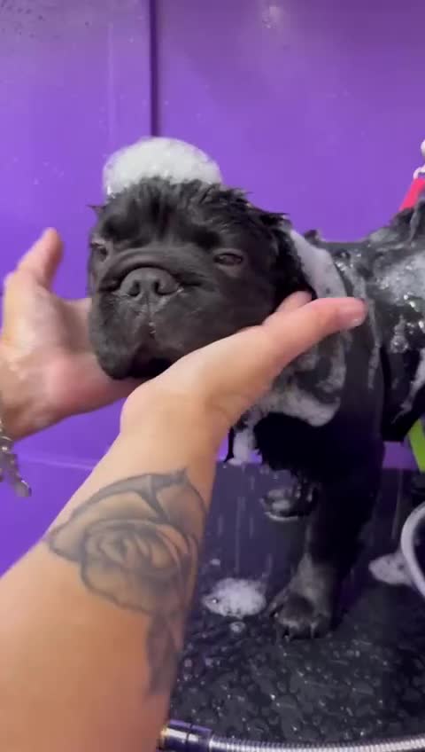 French Bulldog dogs for sale: Fluffy French Bulldog looking for forever home  - Video 1