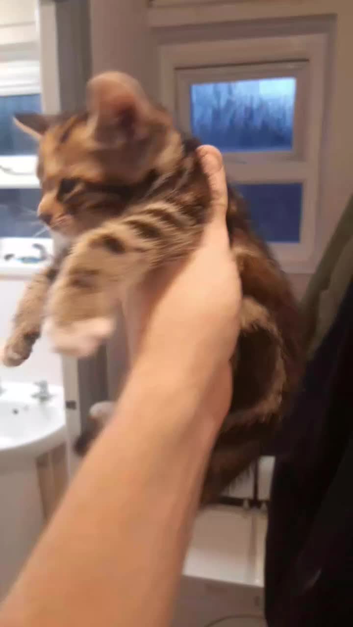 British Shorthair cats for sale: Gorgous male Ready to go - Video 4