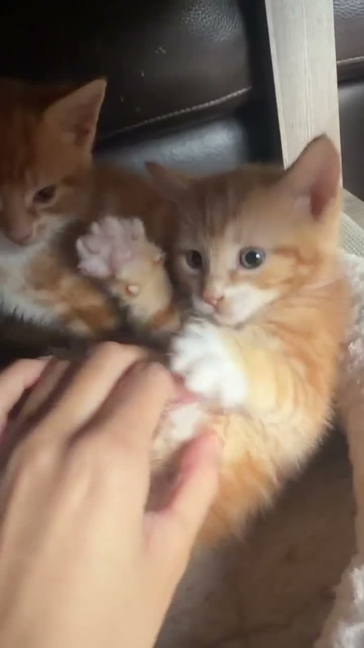Mixed Breed cats for sale: 6 Adorable Kittens Looking for Their Forever Homes - Video 1