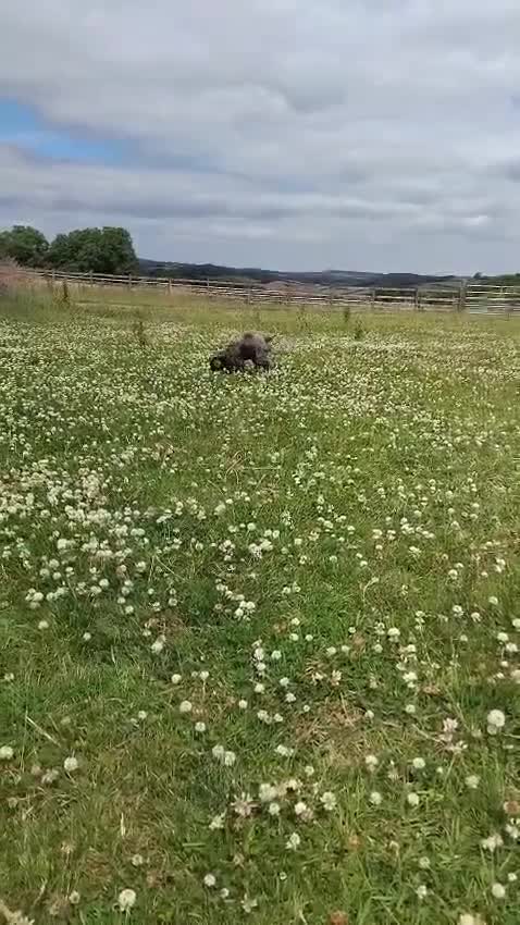 Lagotto Romagnolo dogs for sale: Kc lagotto romagnolo puppies - Video 1