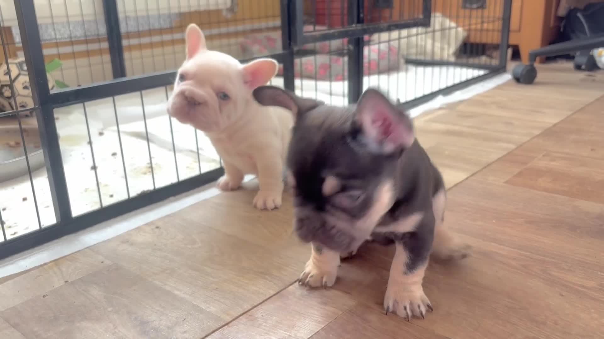 French Bulldog dogs for sale: Fluffy French Bulldog Puppies - Video 2