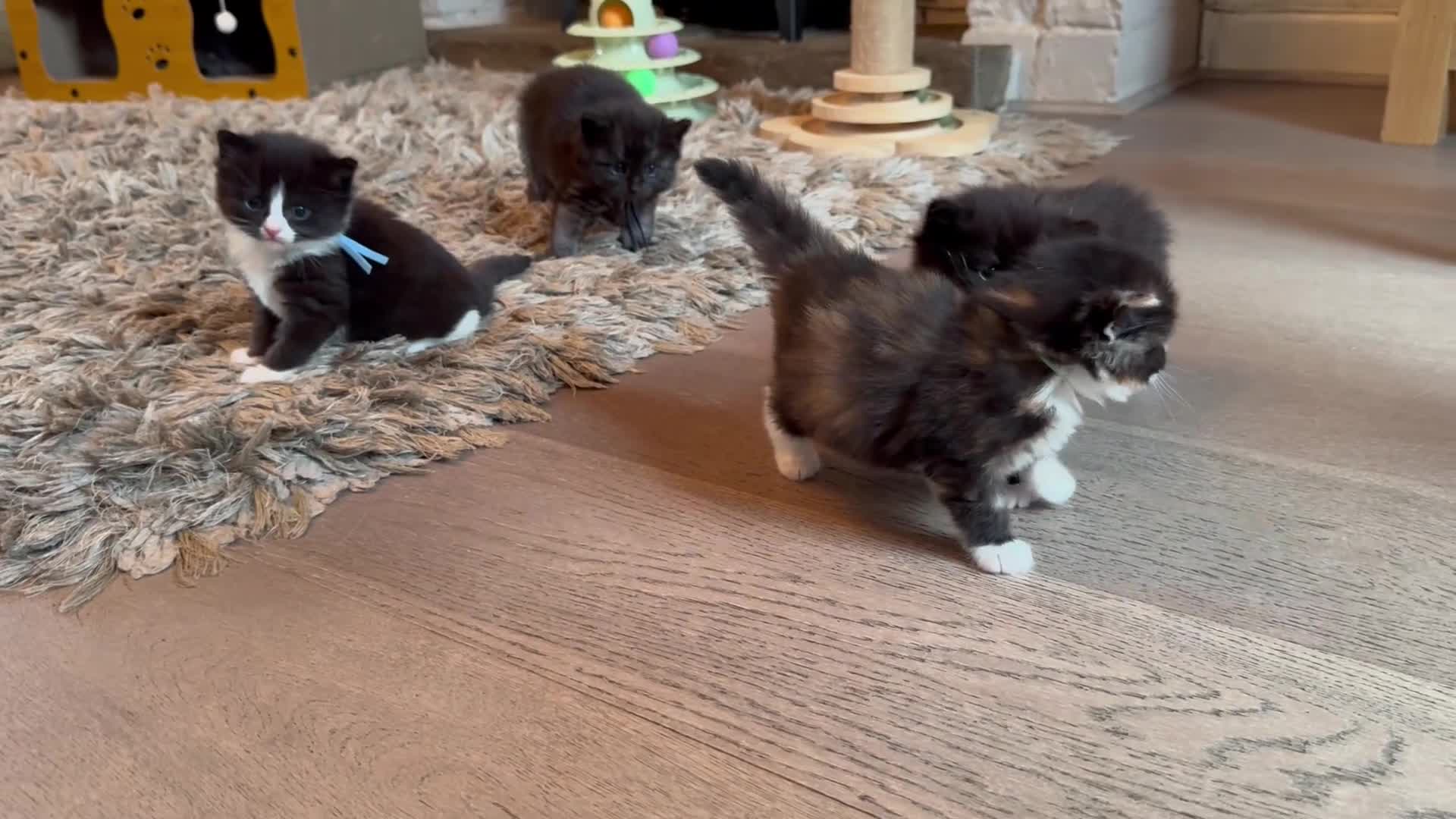 Persian cats for sale: 🤎Persian,Maincoon🤎 - Video 1