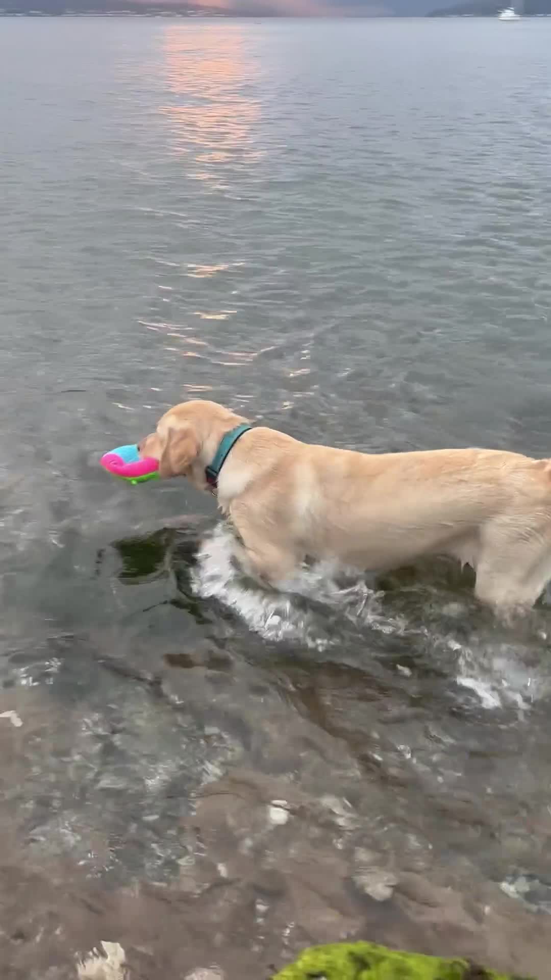 Labrador Retriever dogs for stud: Skippio is ready for stud ♥️ - Video 2