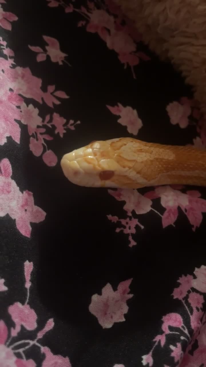 Corn Snake reptiles for sale: Cornflake  - Video 1