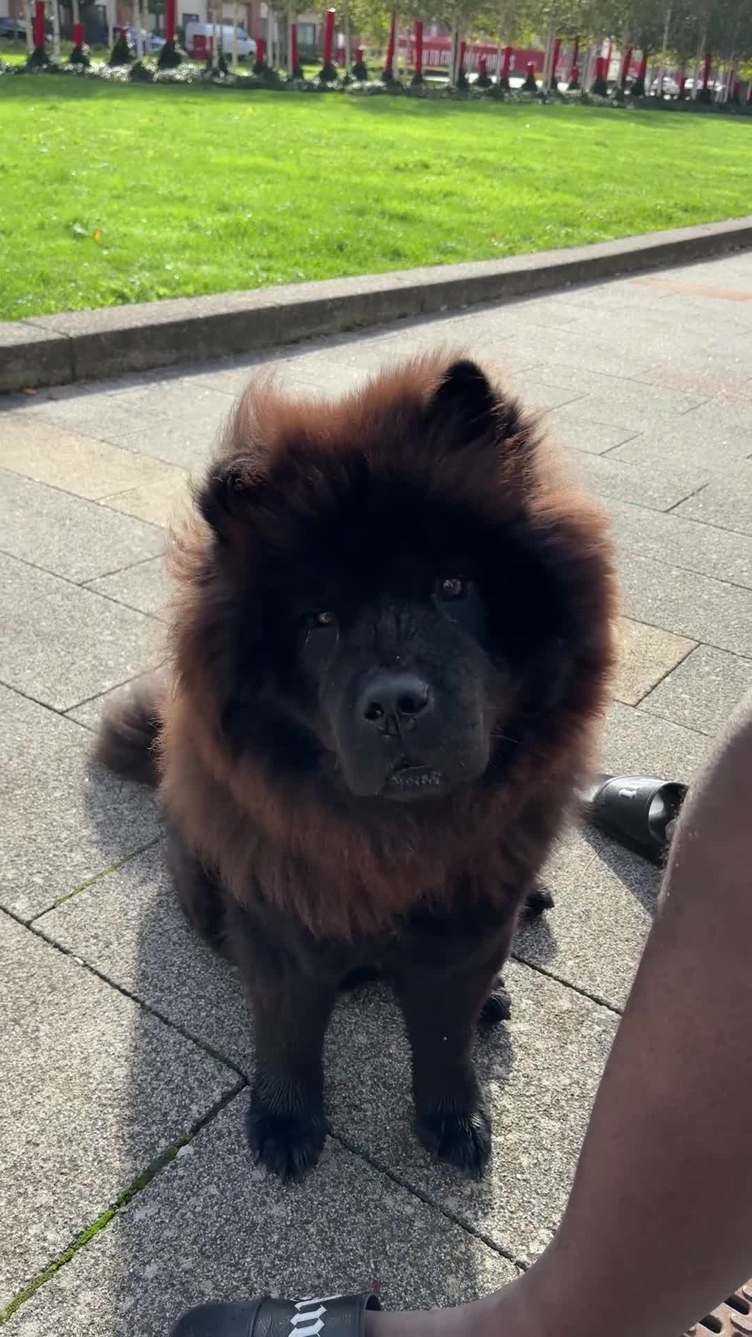 Chow Chow dogs for sale: Loving Chow Chow - Video 2