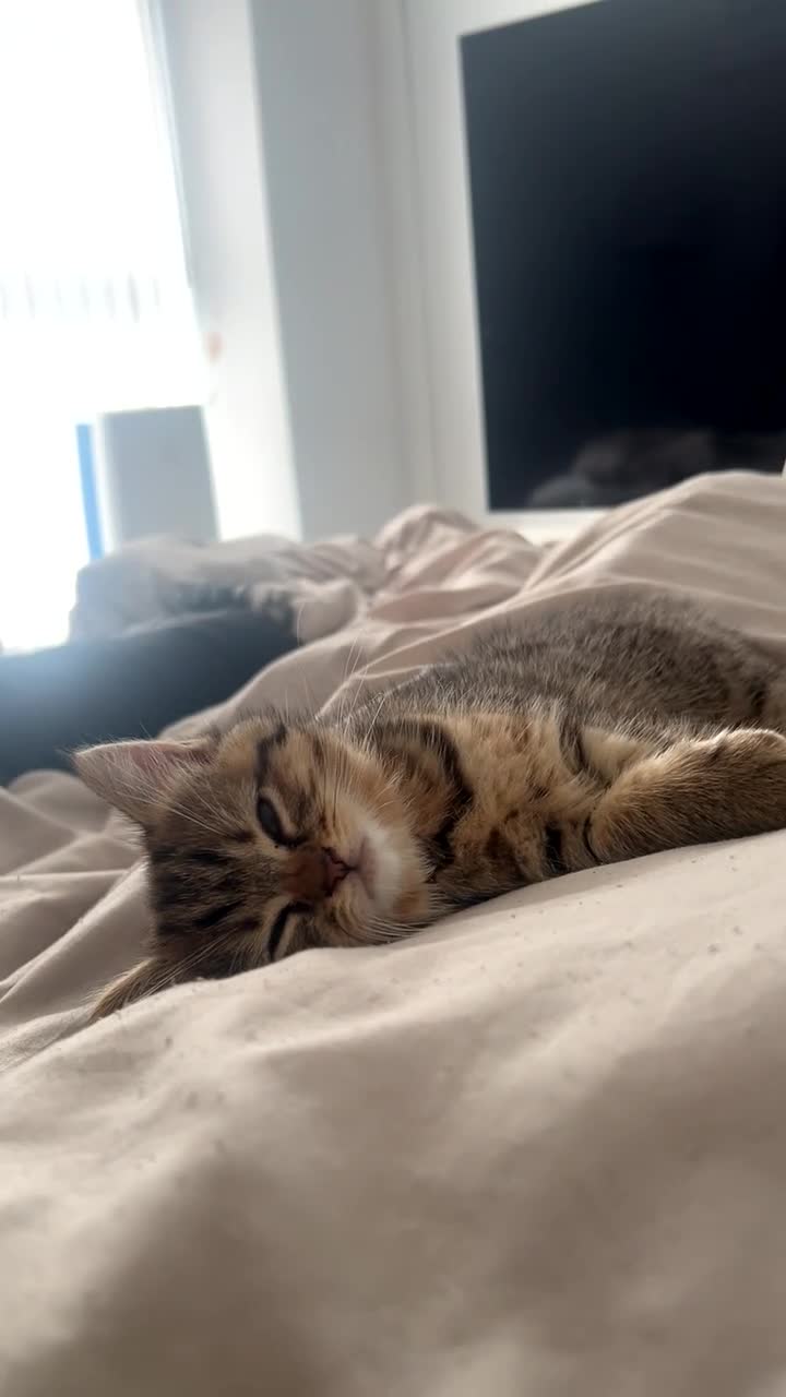 Mixed Breed cats for sale: British short hair/bengal tabby kitten - Video 4