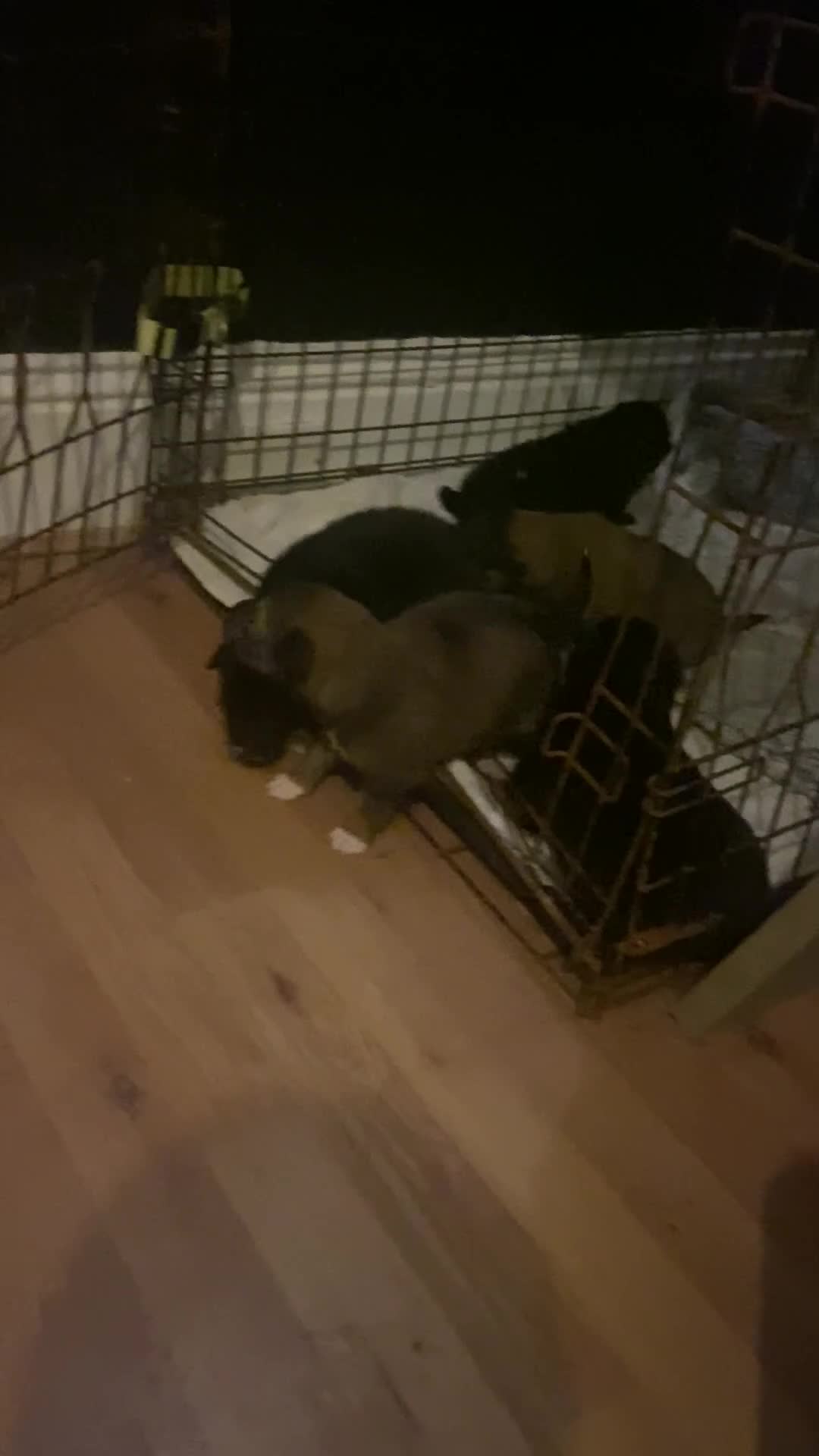 Mixed Breed dogs for sale: Border x Pomskys  - Video 1