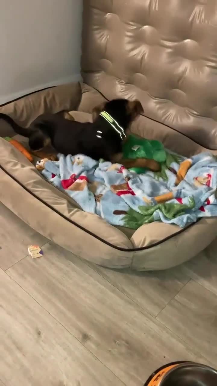 Mixed Breed dogs for adoption: Rocky hound cross 4.5 mth old puppy  - Video 1