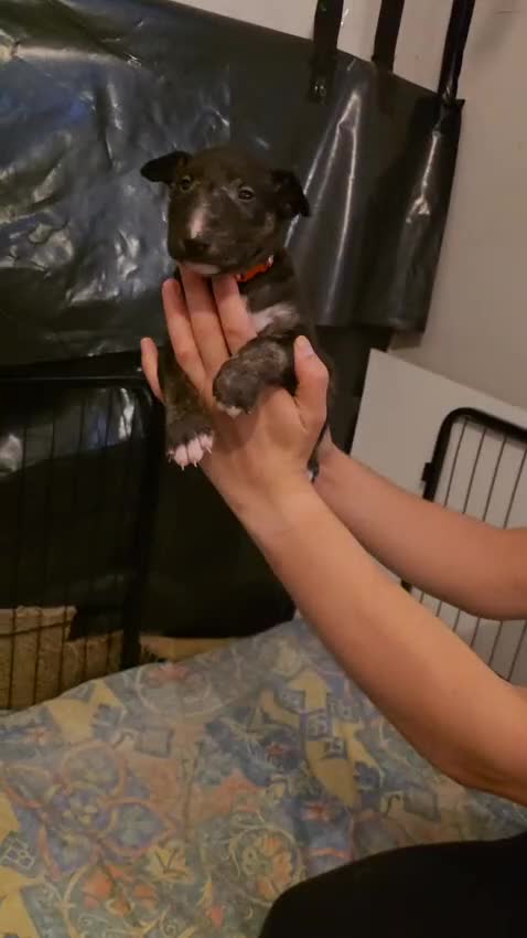 English Bull Terrier dogs for sale: 9 KC REGISTERED ENGLISH BULL TERRIER PUPPEIES in Thetford - Video 1