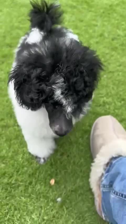 Toy Poodle dogs for sale: REDUCED 1 beautiful boy left  - Video 1