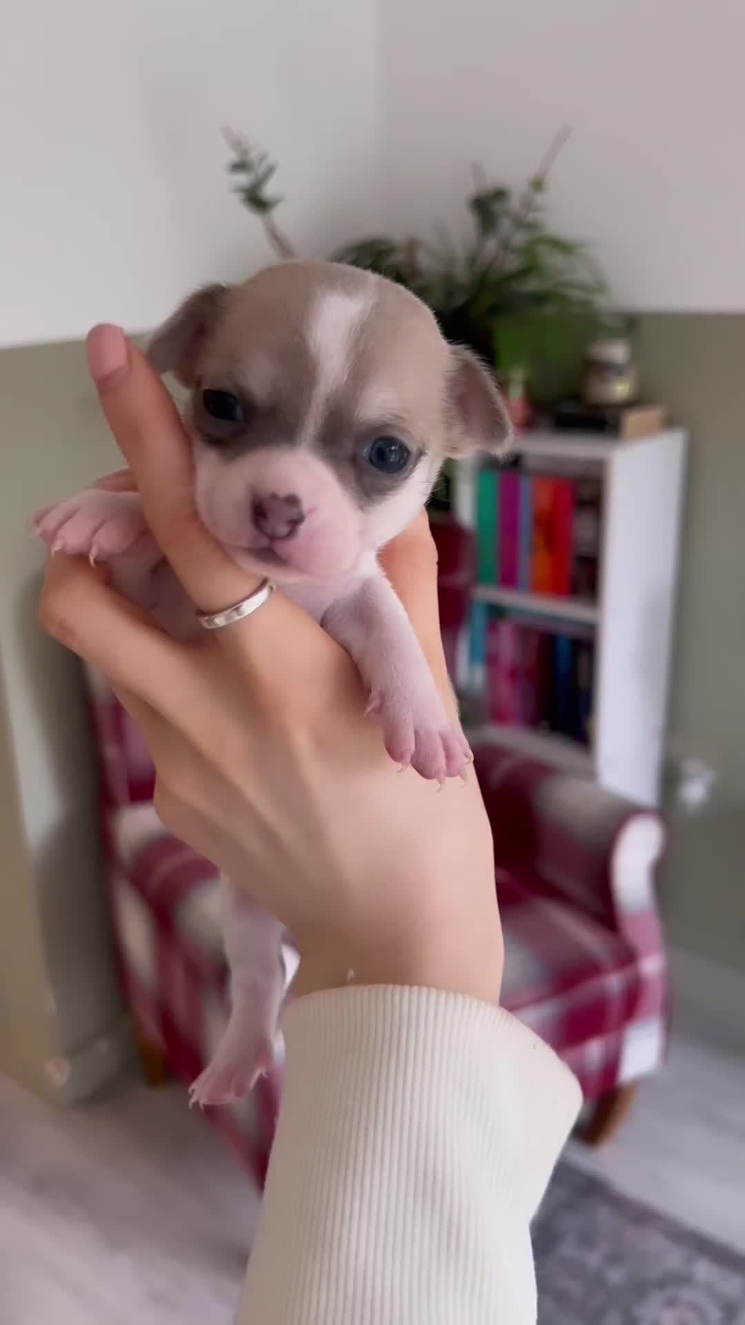 Chihuahua dogs for sale: Female  **  chihuahua puppy - Video 4