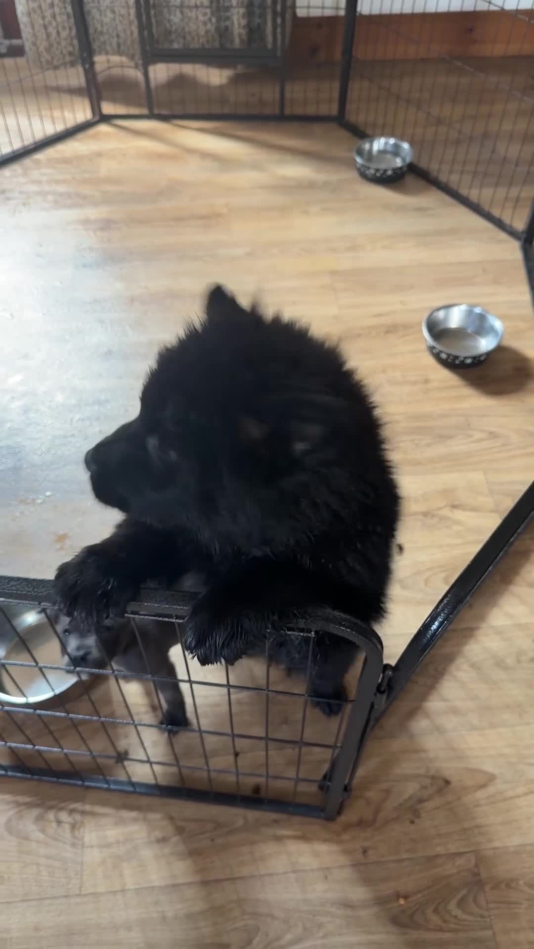 Mixed Breed dogs for sale: Gorjuss (staffyxchow) chaffy x chow pups  - Video 1