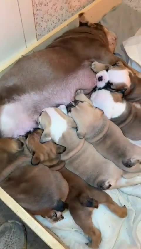 English Bulldog dogs for sale: English Bulldog Puppies Coloured  - Video 1