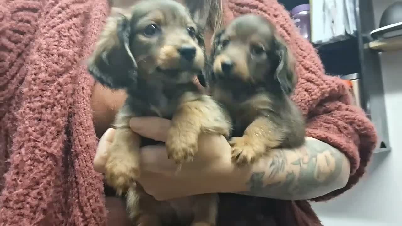 Miniature Dachshund dogs for sale: Kenachin teeny long-haired dachshunds  in Leicester - Video 1