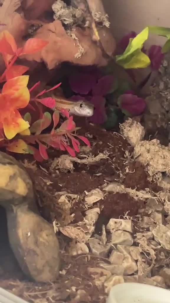 Python Snake reptiles for sale: 2 snakes (corn + royal python)  - Video 1
