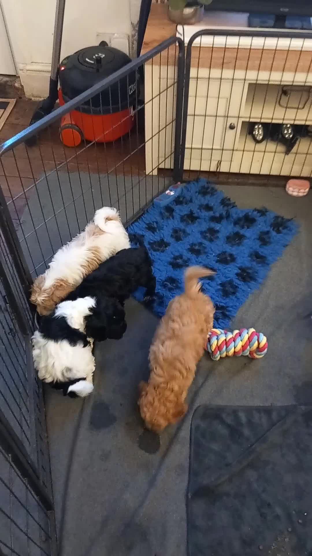 Cockapoo dogs for sale: Beautiful cockapoo puppies  - Video 4