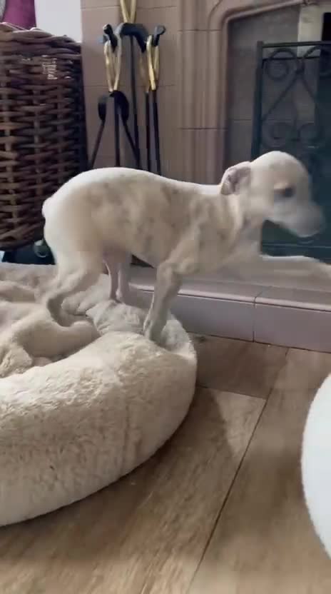 Mixed Breed dogs for sale:  🐶✨ ADORABLE WIGGY PUPPIES – licenced  breeder  - Video 1
