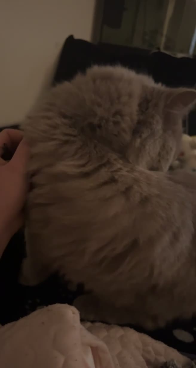 British Longhair cats for sale: British longhair Rio - Video 1