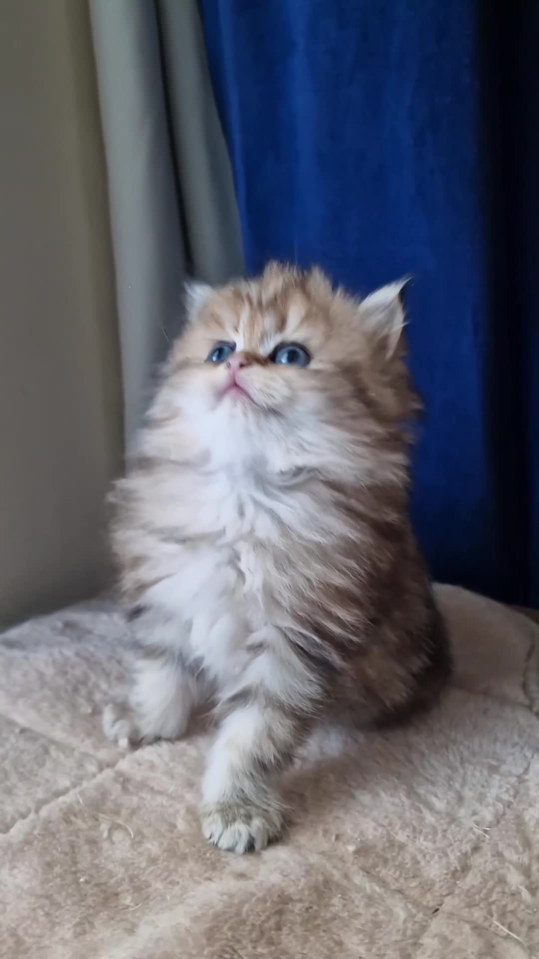 British Shorthair cats for sale: 🌟 Stunning GCCF Registered Kittens🌟 - Video 4