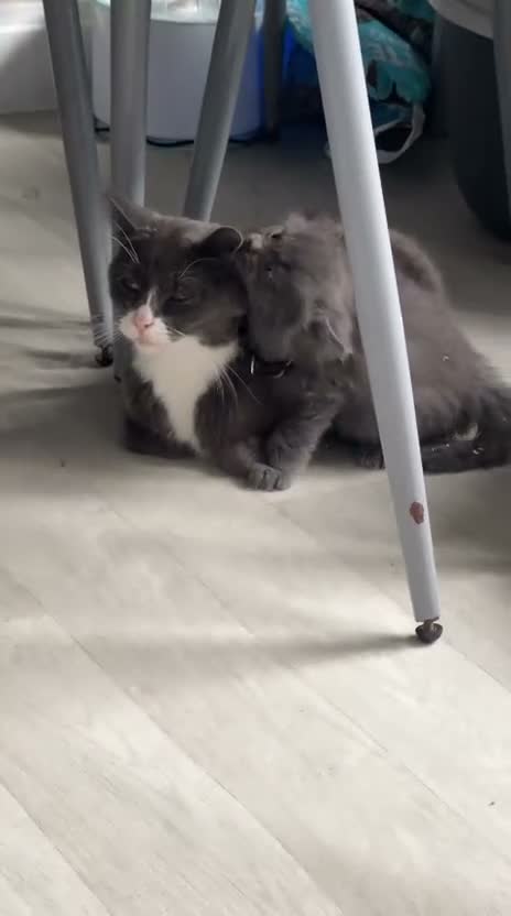 Mixed Breed cats for sale: Mixed breed fluffy kittens  - Video 1