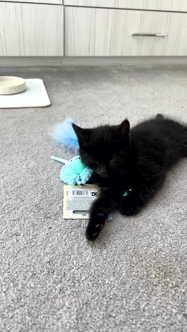 Mixed Breed cats for sale: Adorable Kitten Looking for a Loving Home  - Video 2