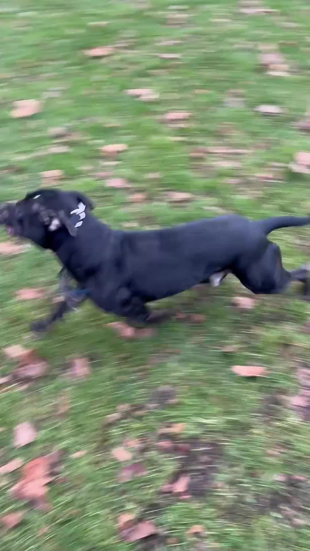 American Bull Staffy dogs for stud: Creed x karma  - Video 1