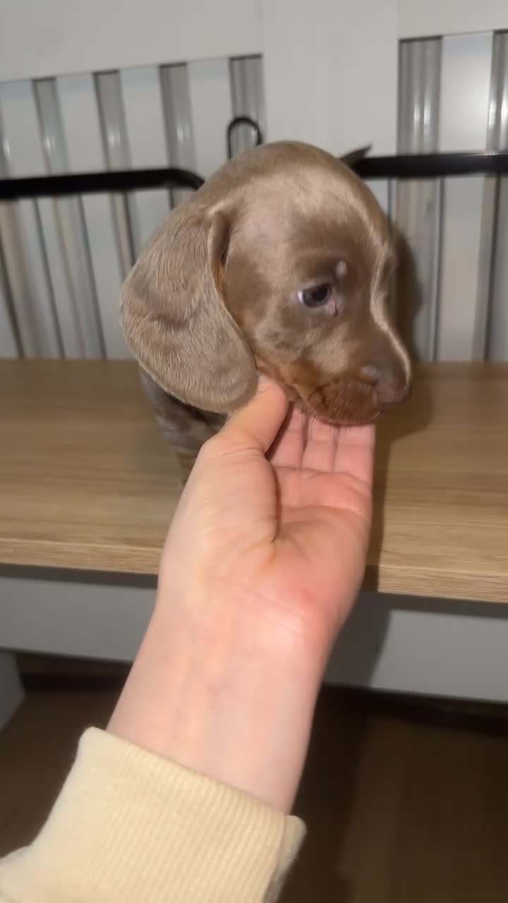 Miniature Dachshund dogs for sale: Mini dachshund kc registered  - Video 1