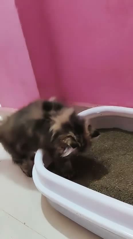 Mixed Breed cats for sale: Darky browniee - Video 1