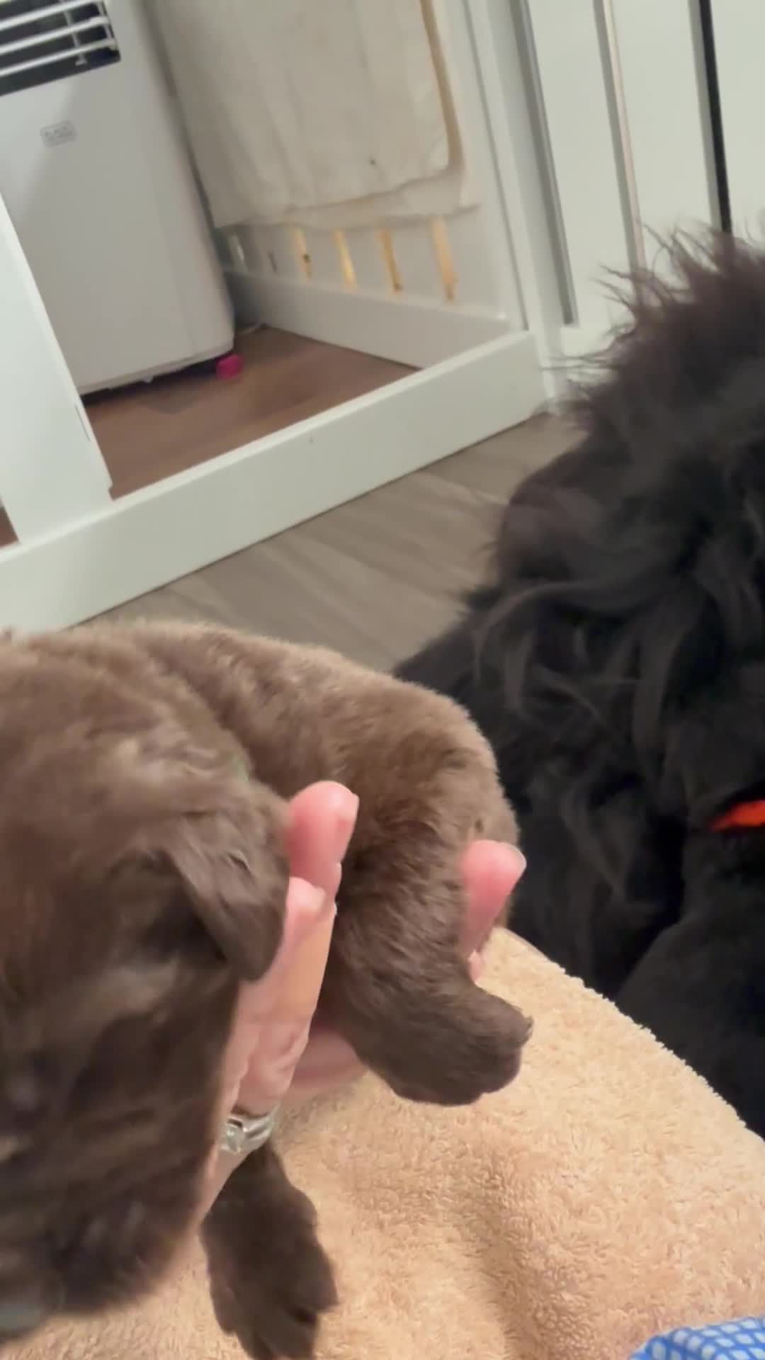Newfoundland dogs for sale: KC registered Newfoundland Puppies. Health tested - Video 1