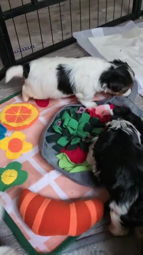 Yorkshire Terrier dogs for adoption: 💙🐶 YORKIE CROSS (BIEWER) PUPPIES 🐶💙 - Video 3
