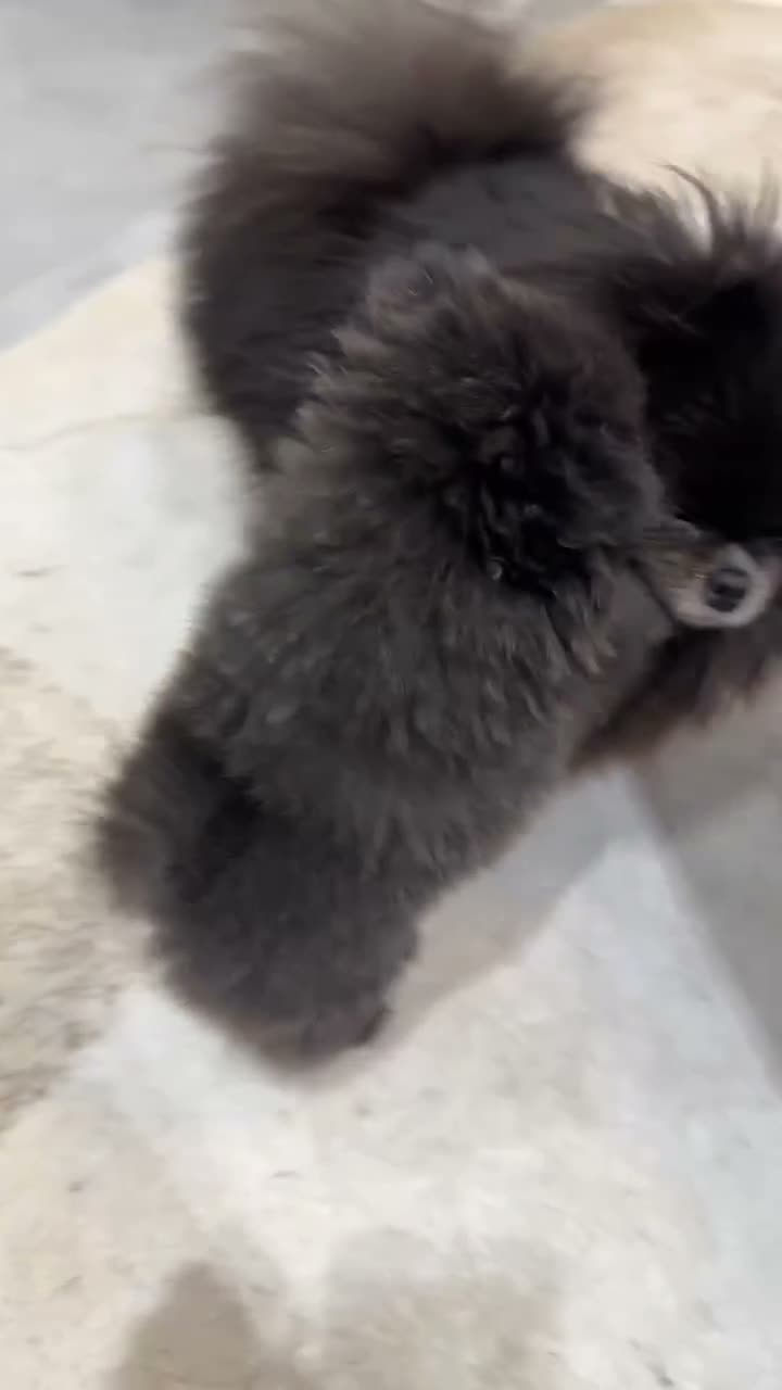 Pomeranian dogs for sale: Mini Black Pomeranian Female 8 months  - Video 1