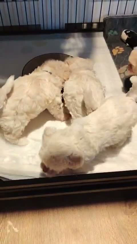 Poochon dogs for sale: 🐶 Poochon Toy Puppies Looking for Their Homes ❤️ in Caerphilly - Video 1