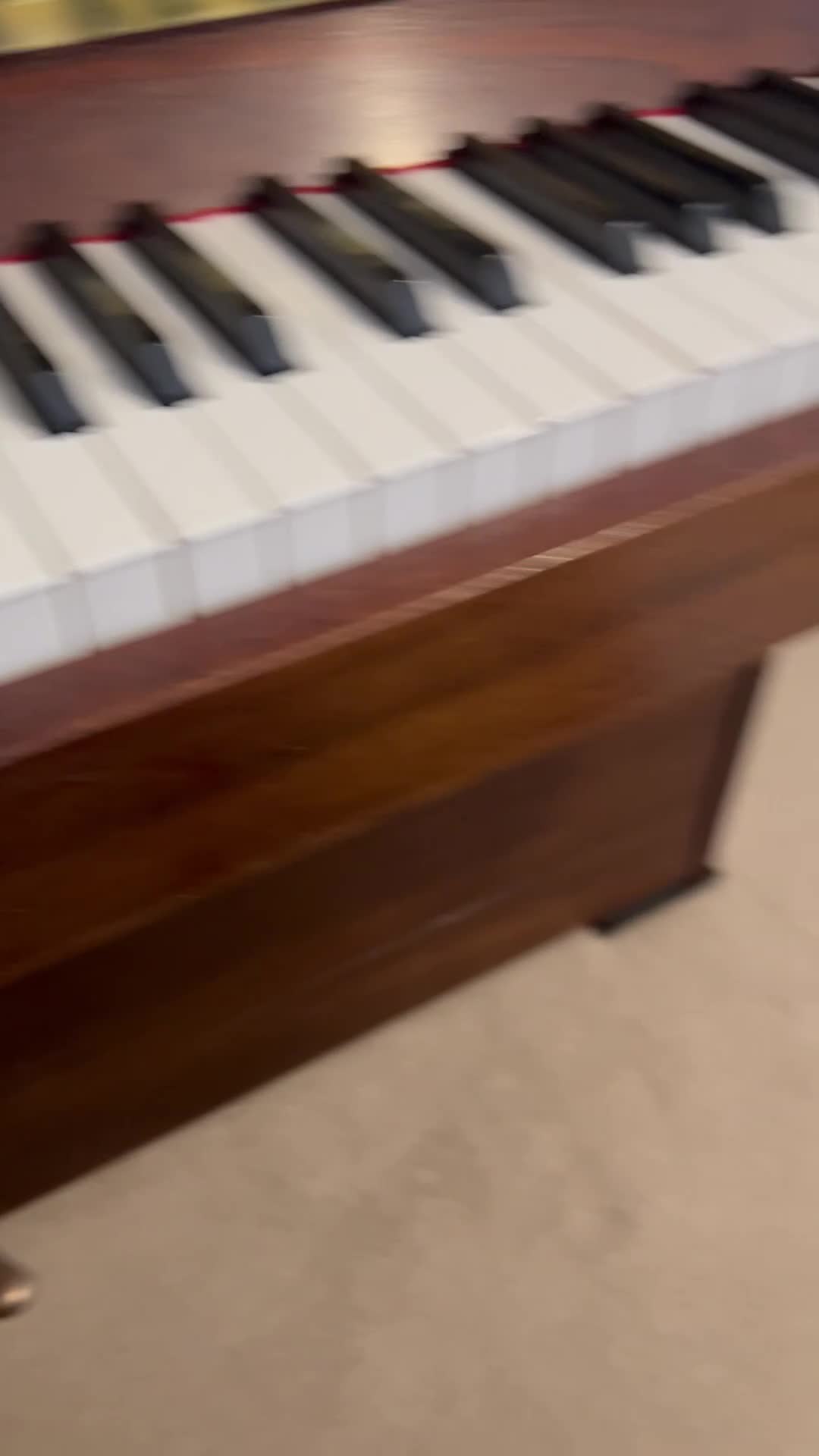 Mixed Breed cats for sale: Filippa’s purr-fect feisty four ❤️❤️❤️❤️ - Video 2