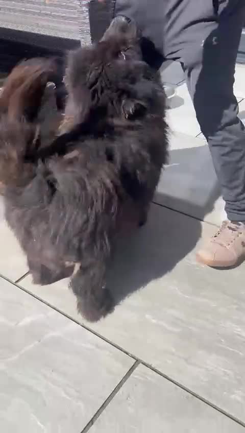 Chow Chow dogs for sale: My  3 year old beautiful chow chow girl in Doncaster - Video 1