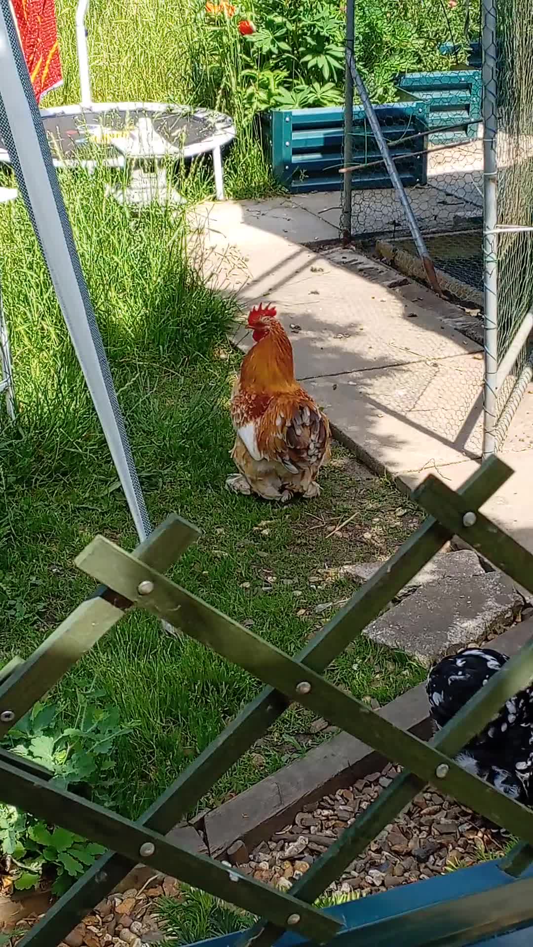 Chickens poultry for sale: Millefleur Pekin Cockerel - Video 1