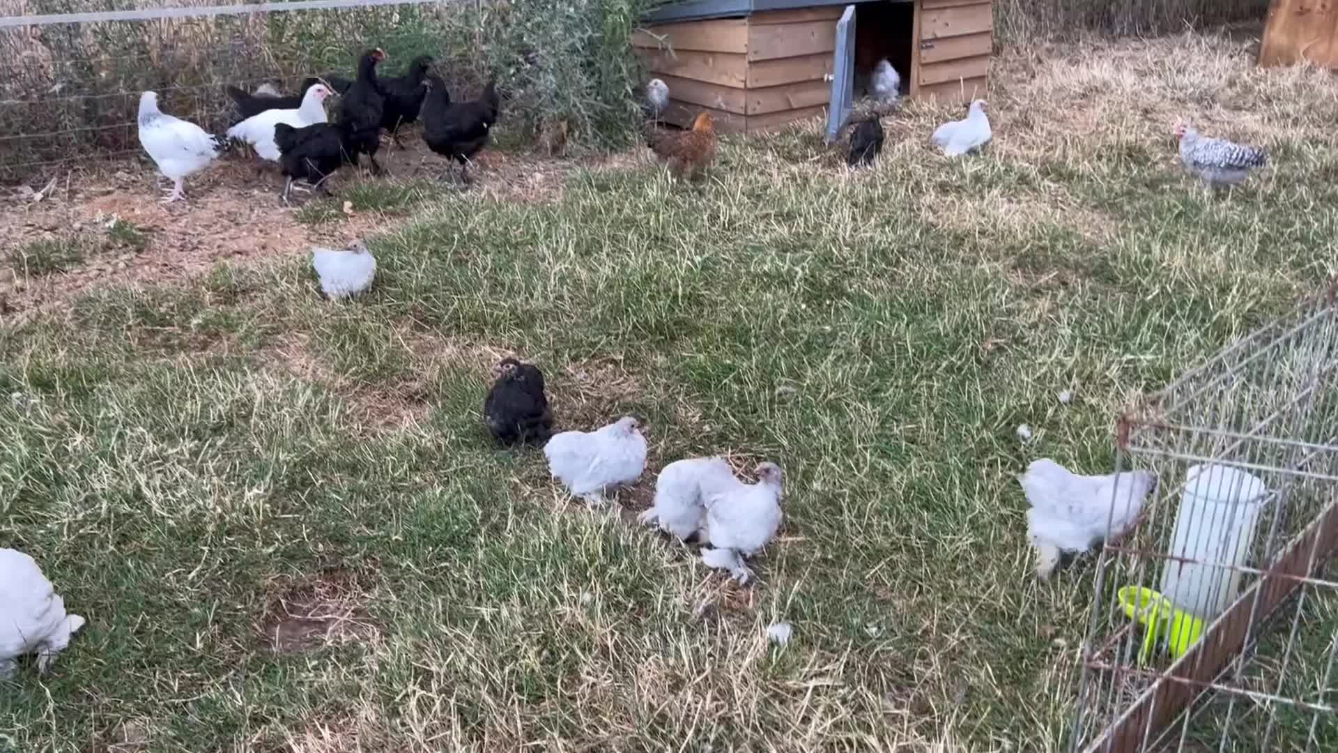Chickens poultry for sale: French Moran/pekin bantam  - Video 1