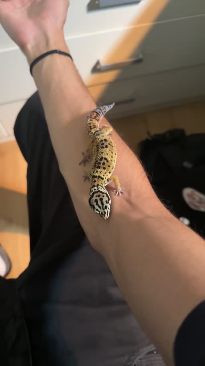 Leopard Gecko reptiles for sale: Normal Leopard Gecko - Video 1