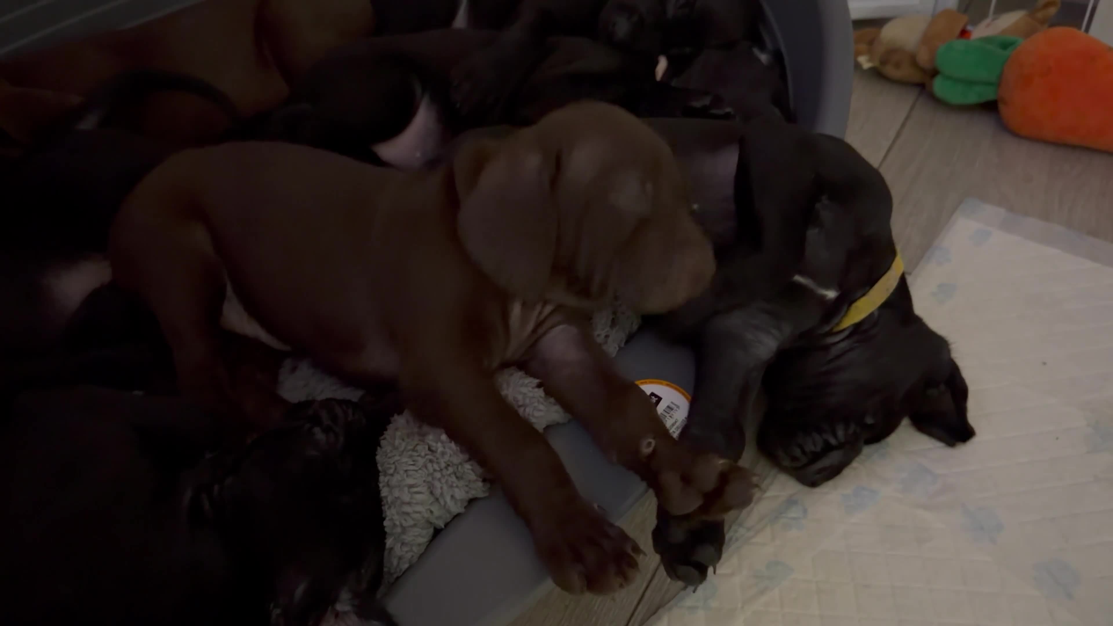 Mixed Breed dogs for sale: Vizmaraner puppies  - Video 2