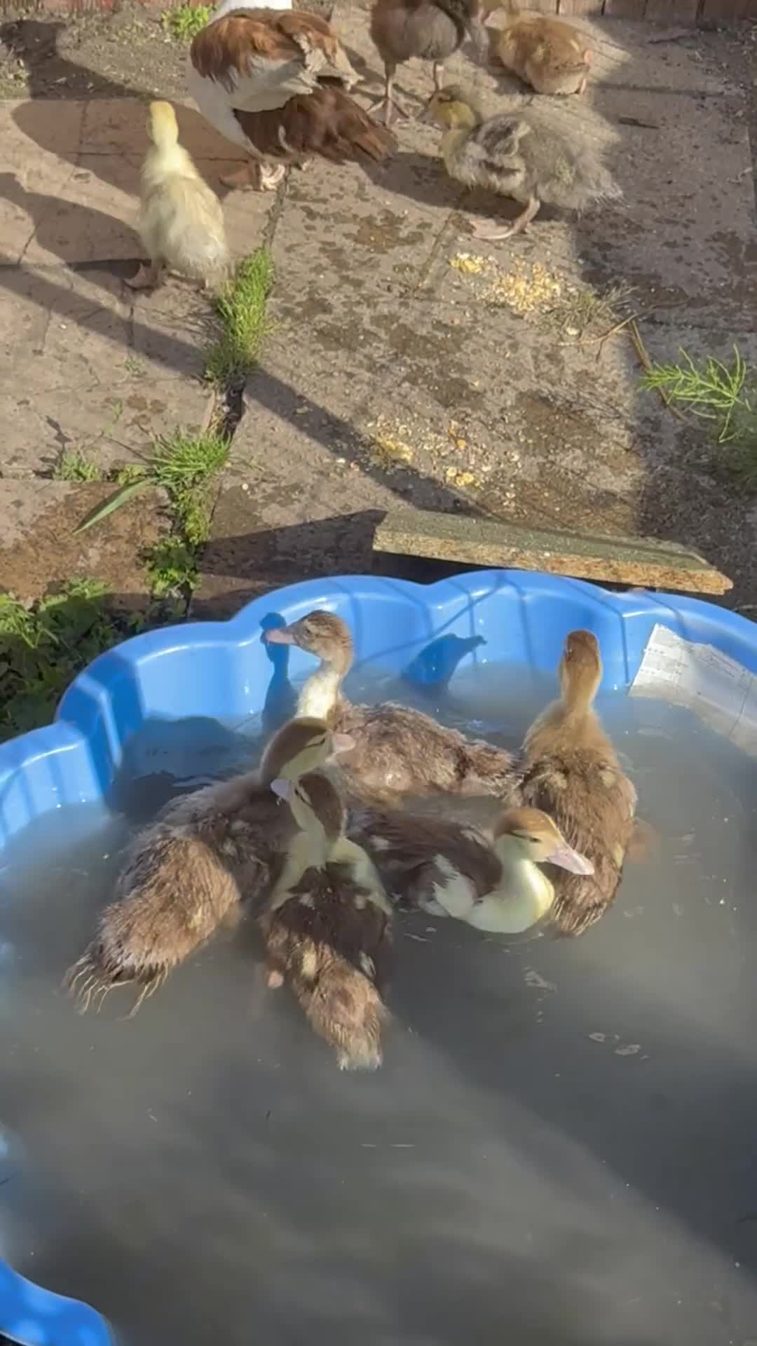 Ducks poultry for sale: Gorgeous and Muscovy ducklings - Video 3
