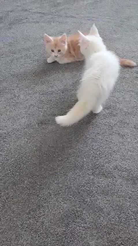 Maine Coon cats for sale: Pure Maine coons fully vaccinated and chipped  - Video 2