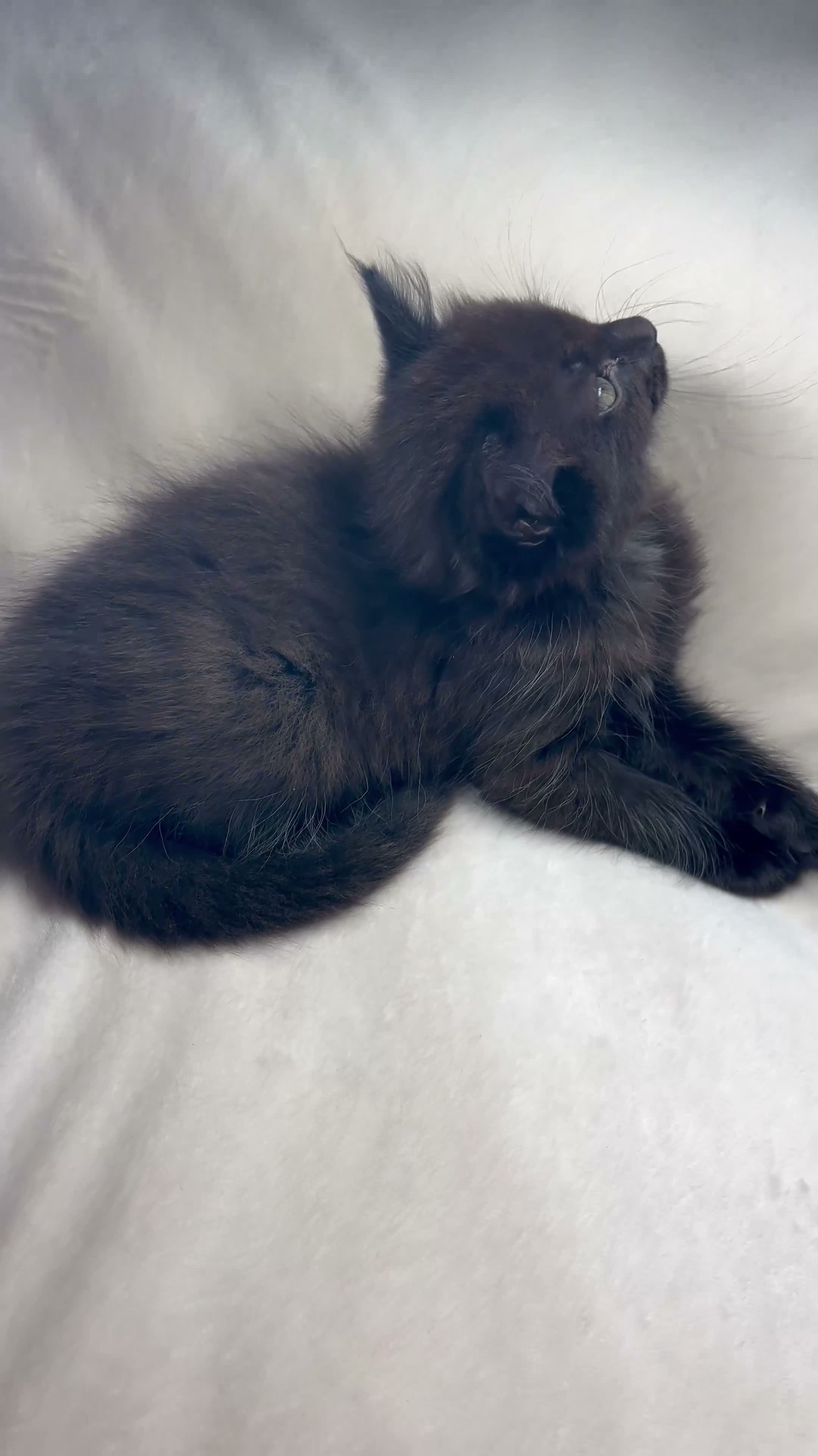 Mixed Breed cats for sale: Mixed kittens  - Video 3