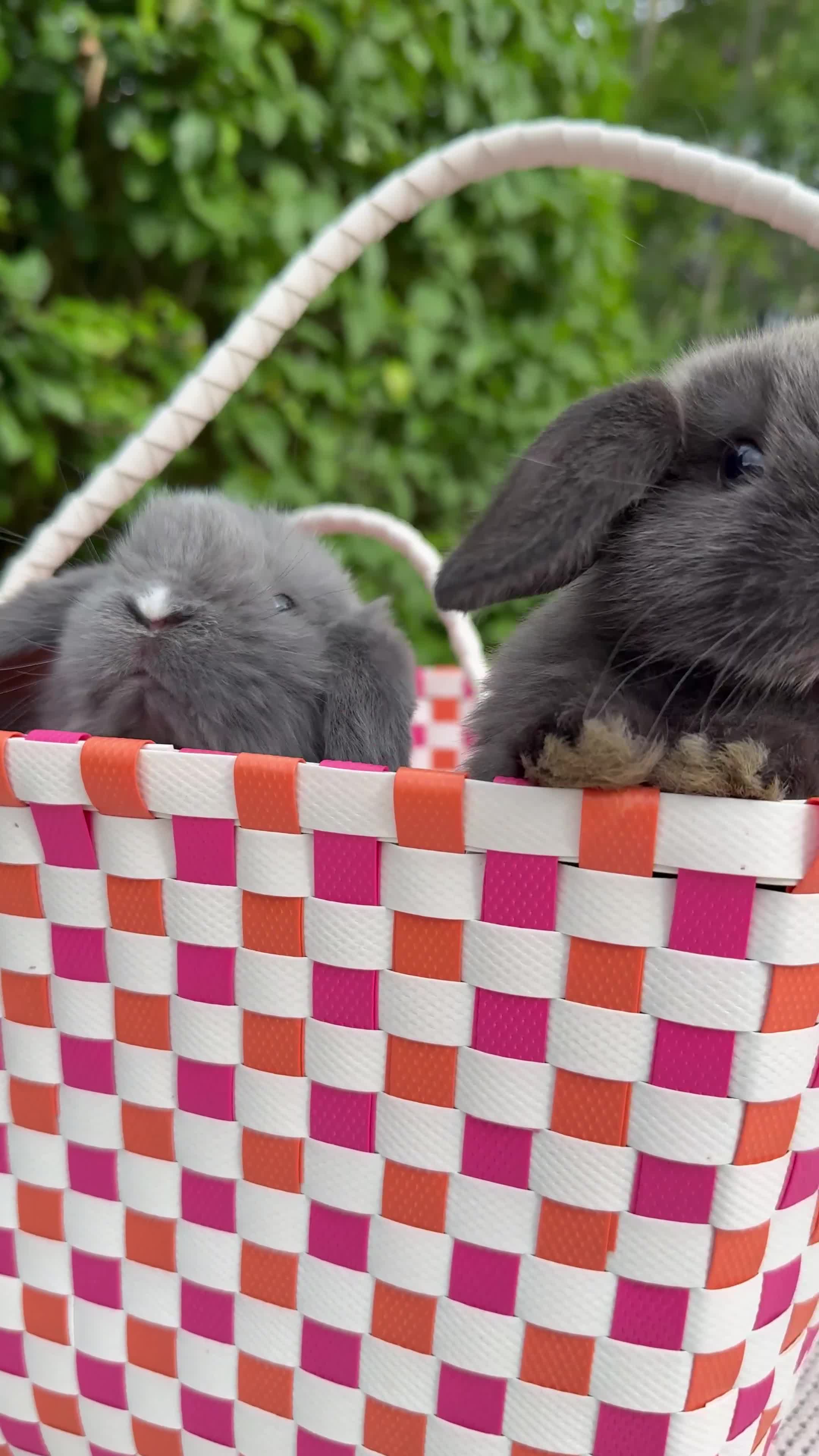 Mini Lop rabbits for sale: 4 Beautiful Mini Lops - Video 3