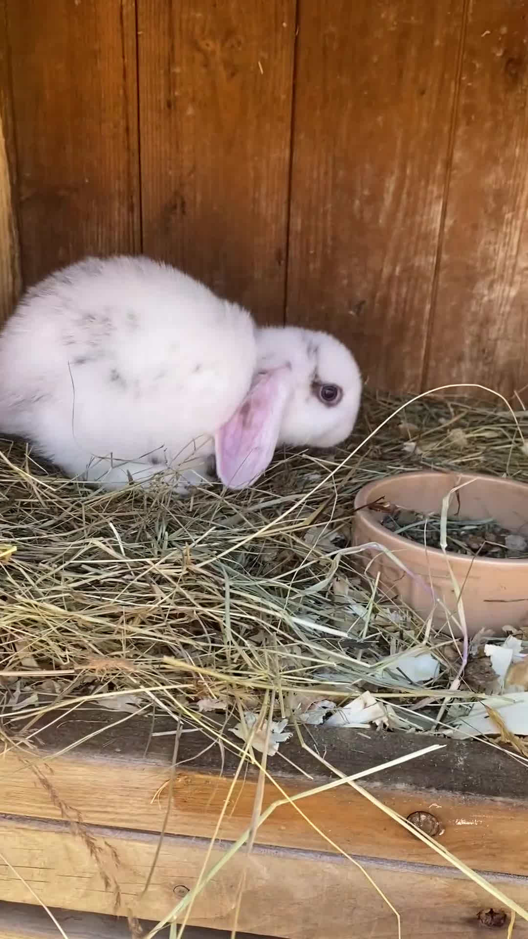 Mini Lop rabbits for sale: Mini lops ready to reserve  - Video 2