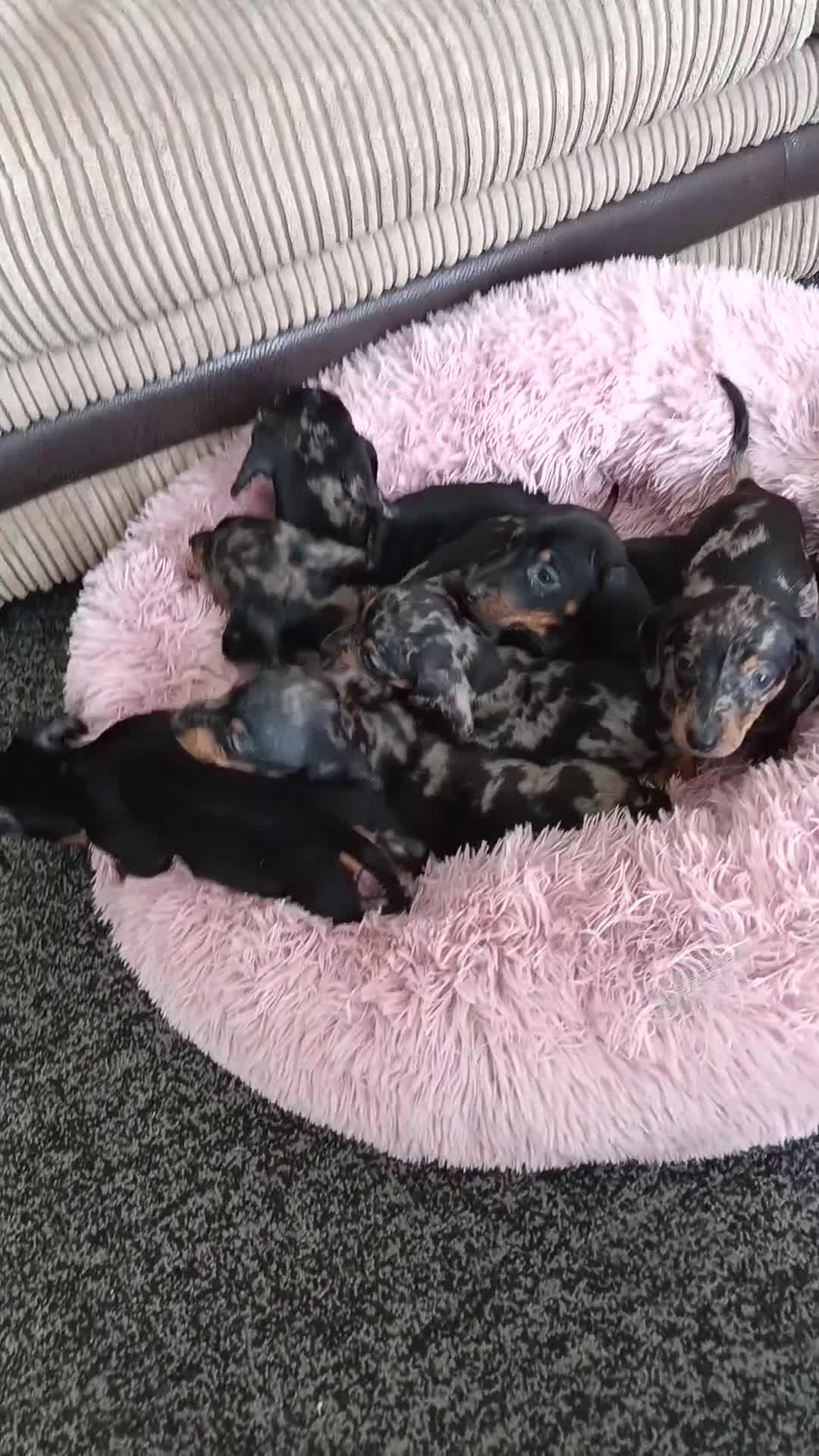 Miniature Dachshund dogs for sale: Miniature dachshund puppies  - Video 1