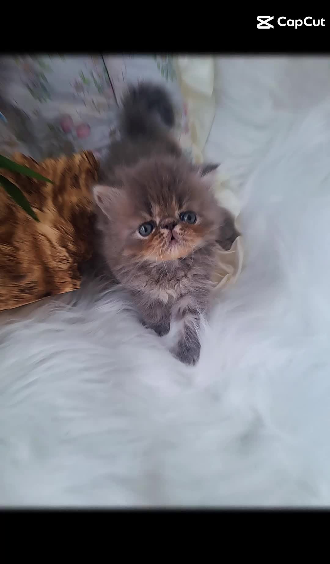 Persian cats for sale: Blue Persian Kittens long haired - Video 1