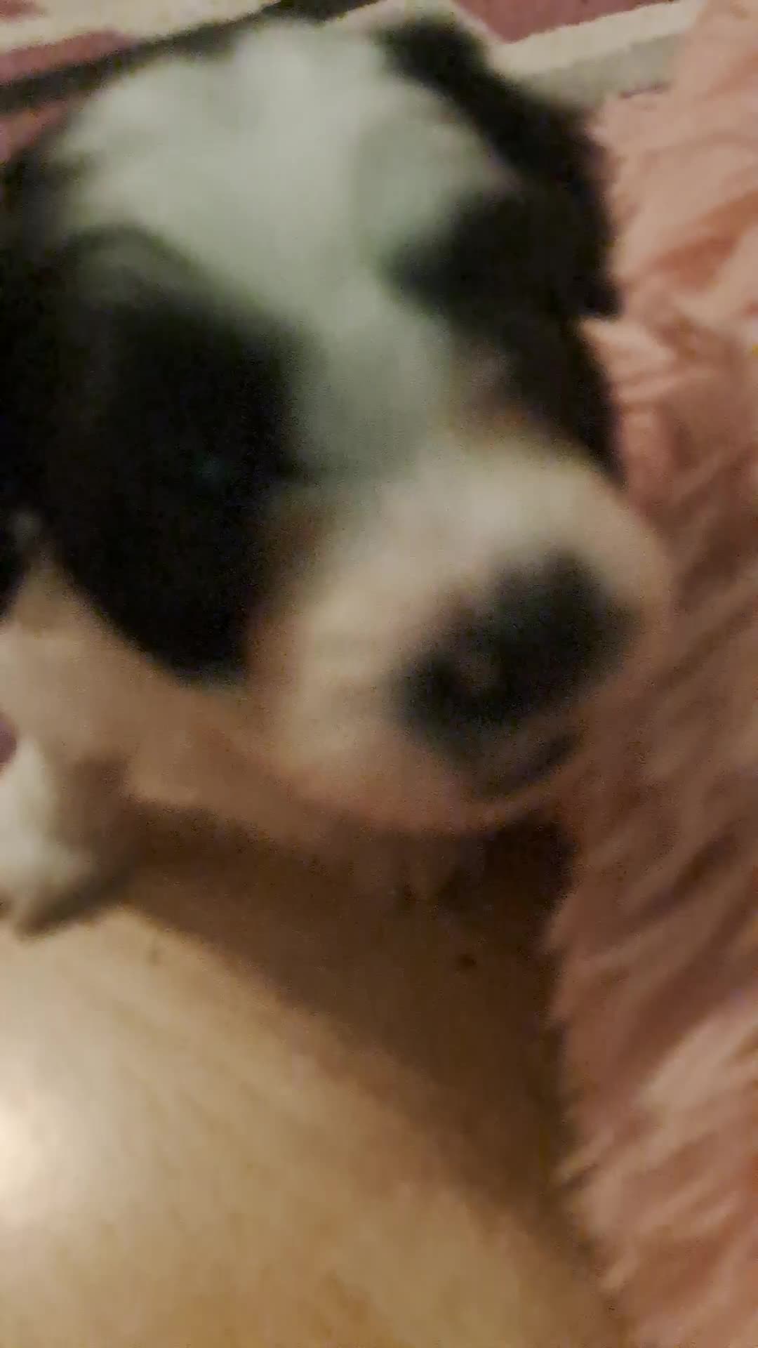 Bichon Frise dogs for sale: 4beautiful Bichon Frise puppies (3boys and 1 girl) - Video 5