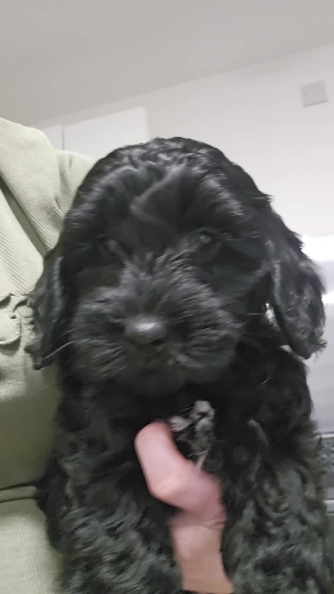 Cockapoo dogs for sale: F2 cockapoo puppies  - Video 1