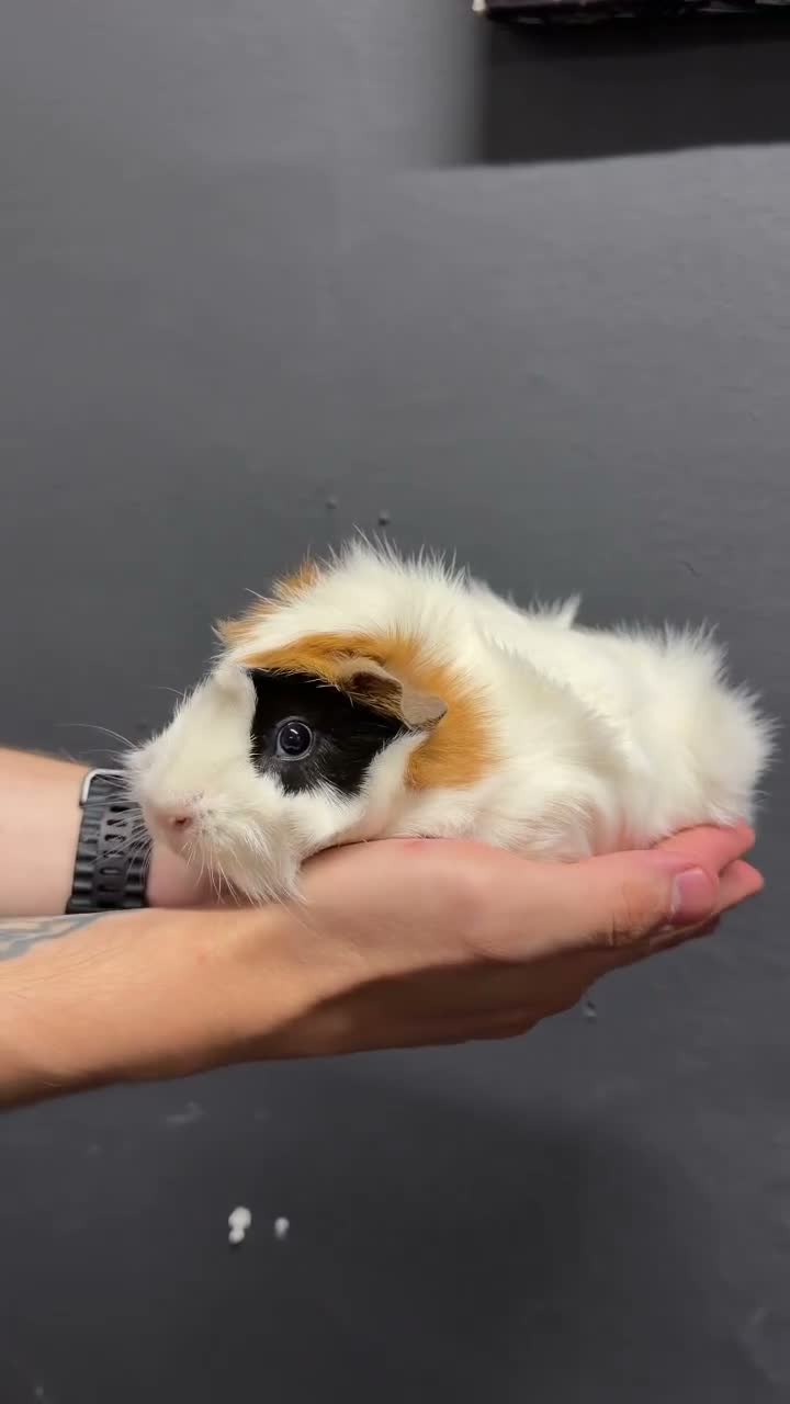 Guinea Pig rodents for sale: Female Guinea pigs  - Video 2