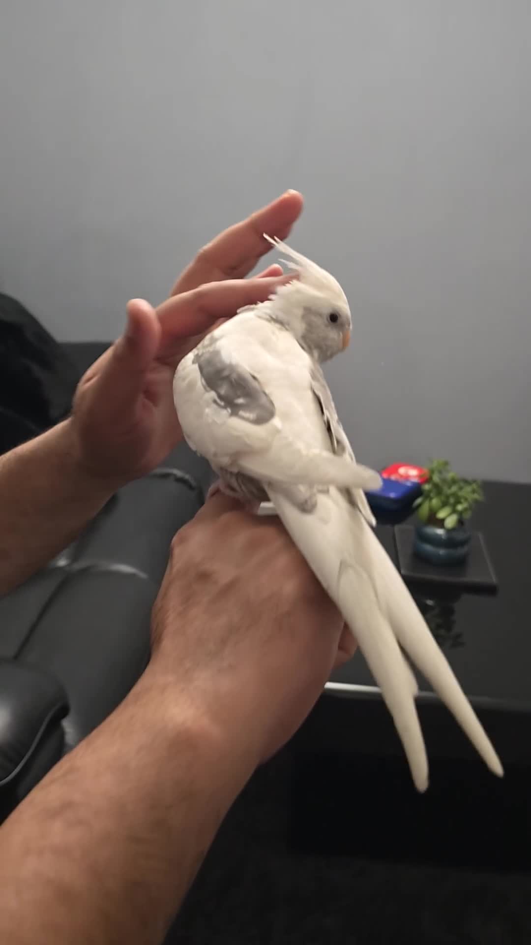 Cockatiels birds for sale: White pearl cockatiel with cage - Video 1